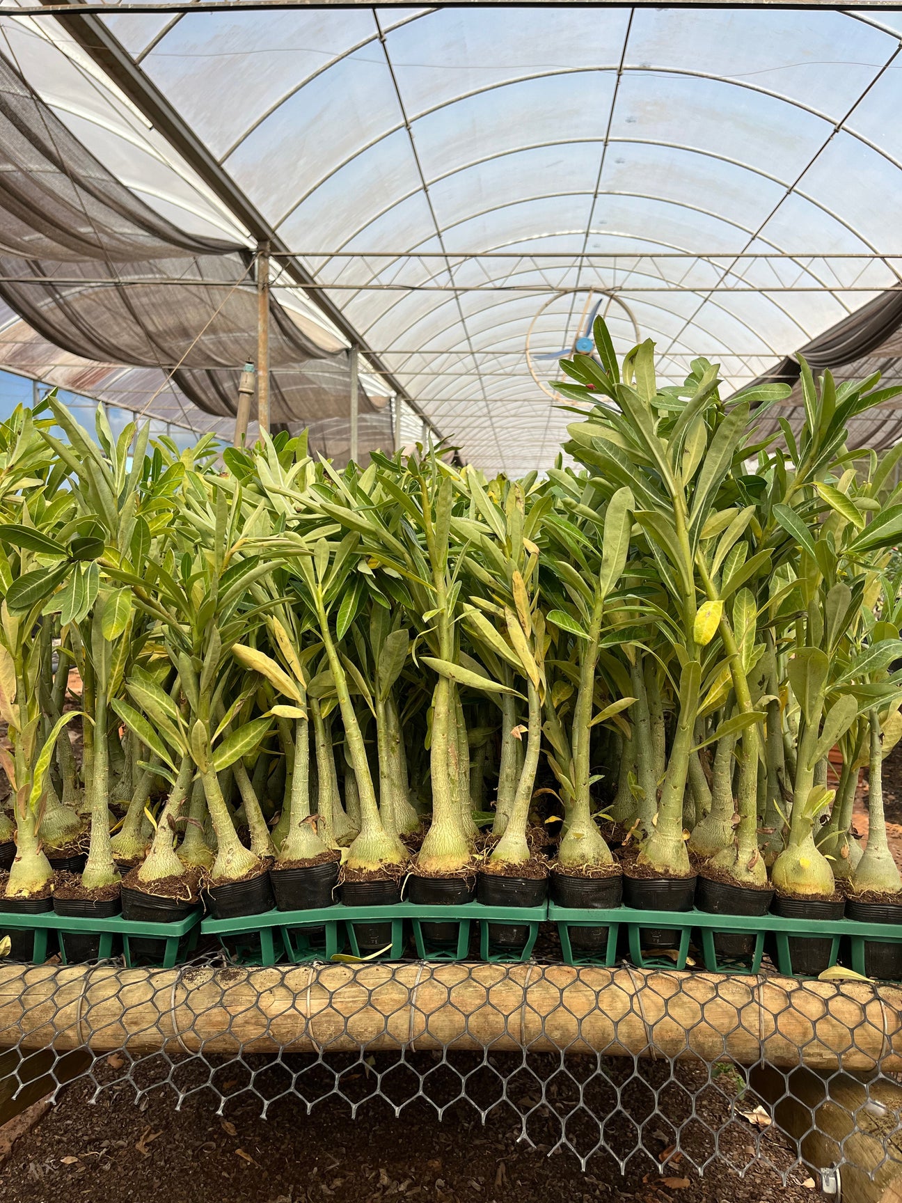 🌳 Porta Enxertos - Gm Rosa Do Deserto