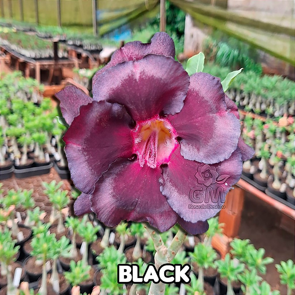 0022 - Rosa do Deserto - BLACK - Gm Rosa Do Deserto