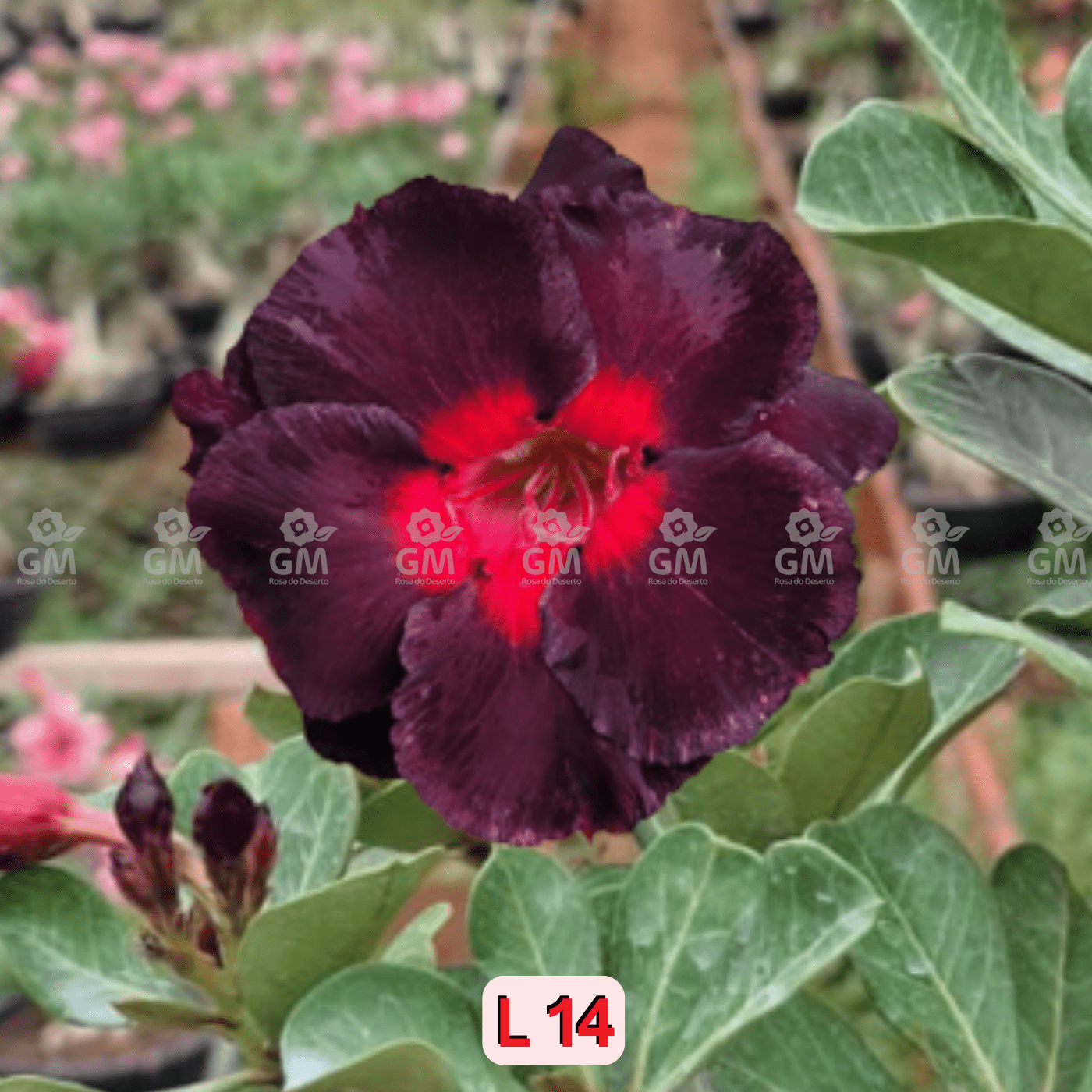 0023 - Rosa do Deserto - L - 14 (NEGRA) - Gm Rosa Do Deserto