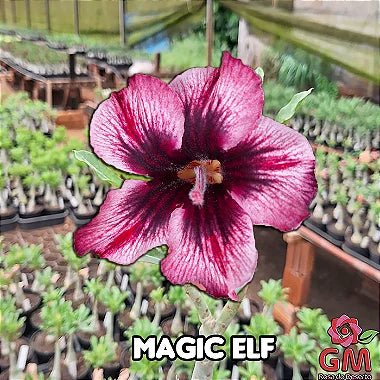 0024 - Rosa do Deserto - MAGIC ELF - Gm Rosa Do Deserto