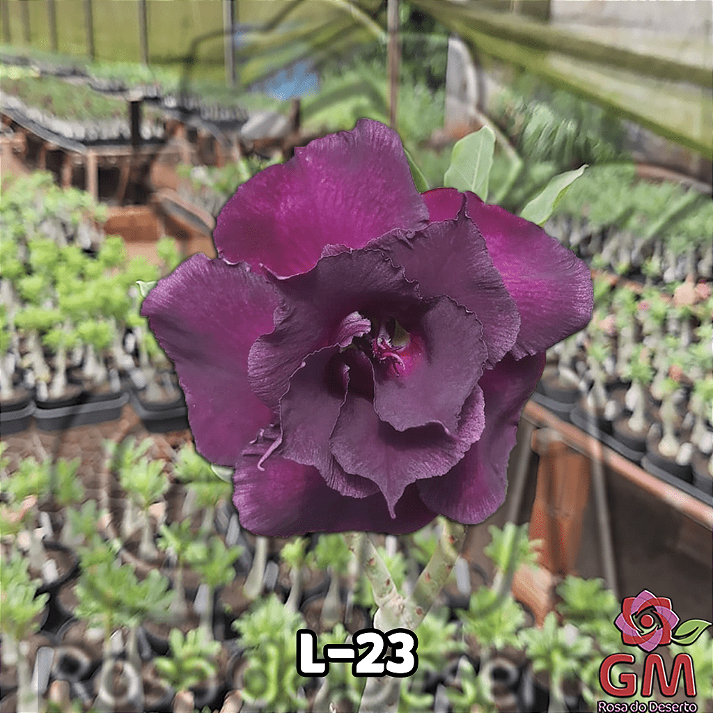 0025 - Rosa do Deserto - L - 23 - Gm Rosa Do Deserto