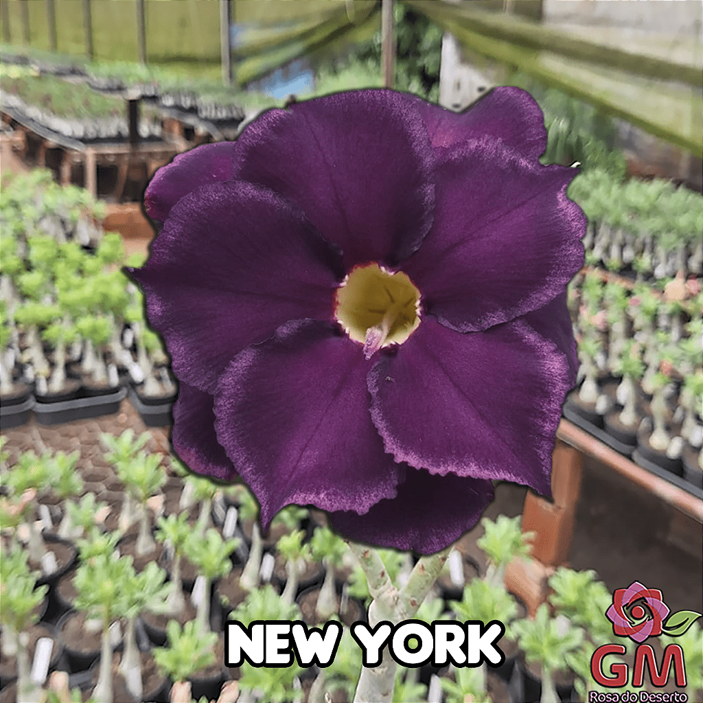 0026 - Rosa do Deserto - NEW YORK - Gm Rosa Do Deserto