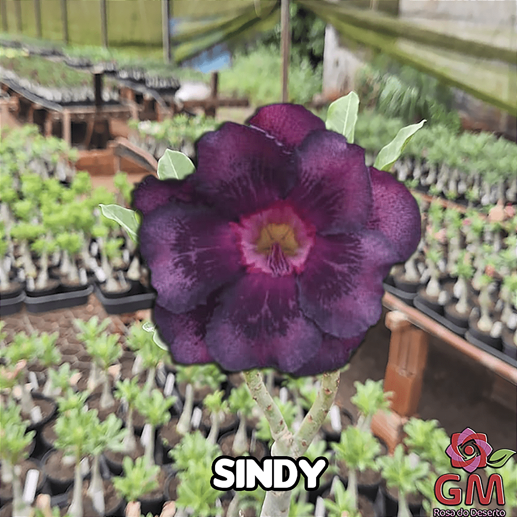 0027 - Rosa do Deserto - SINDY - Gm Rosa Do Deserto
