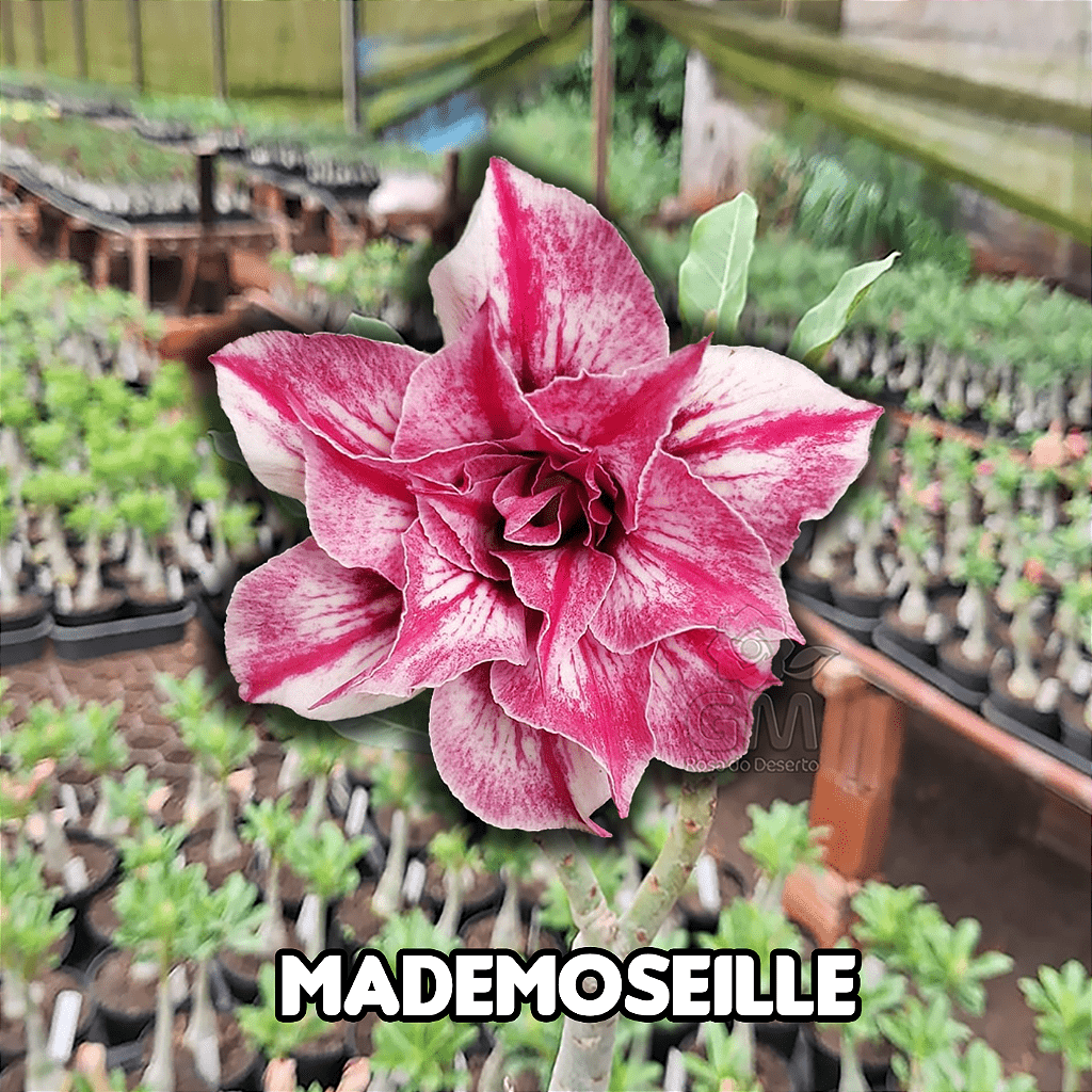 0028 - Rosa do Deserto - MADEMOSEILLE - Gm Rosa Do Deserto