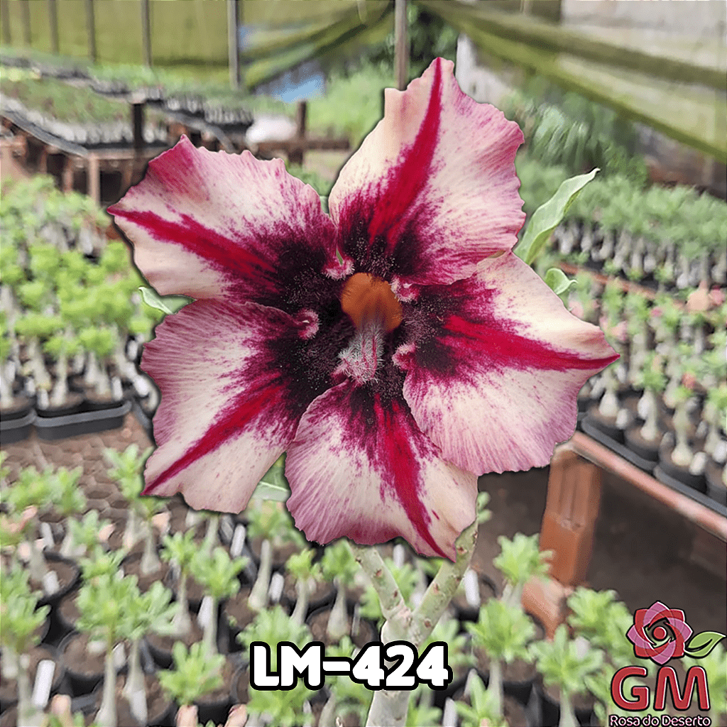 0029 - Rosa do Deserto - LM 424 - Gm Rosa Do Deserto