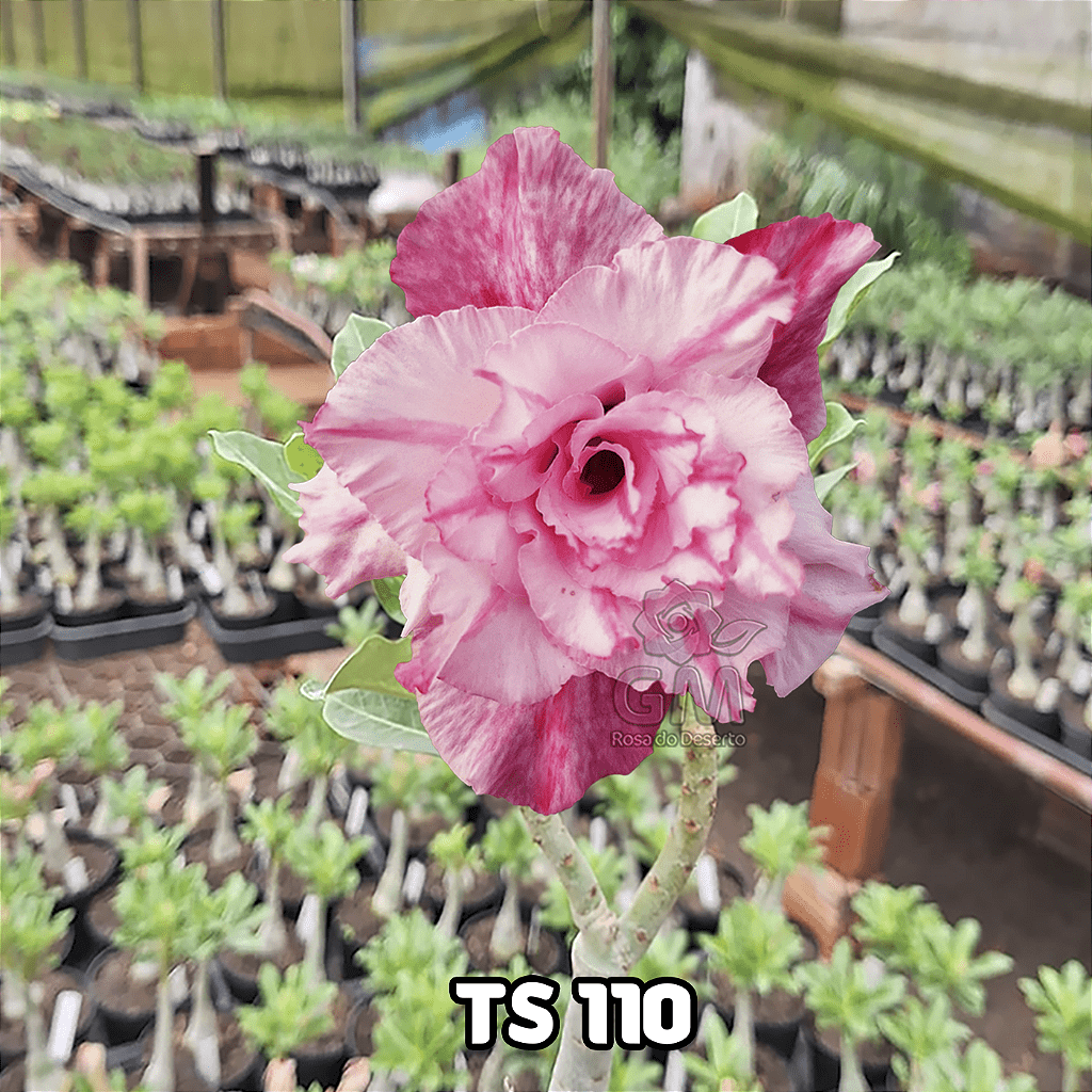 0031 - Rosa do Deserto - TS 110 - Gm Rosa Do Deserto