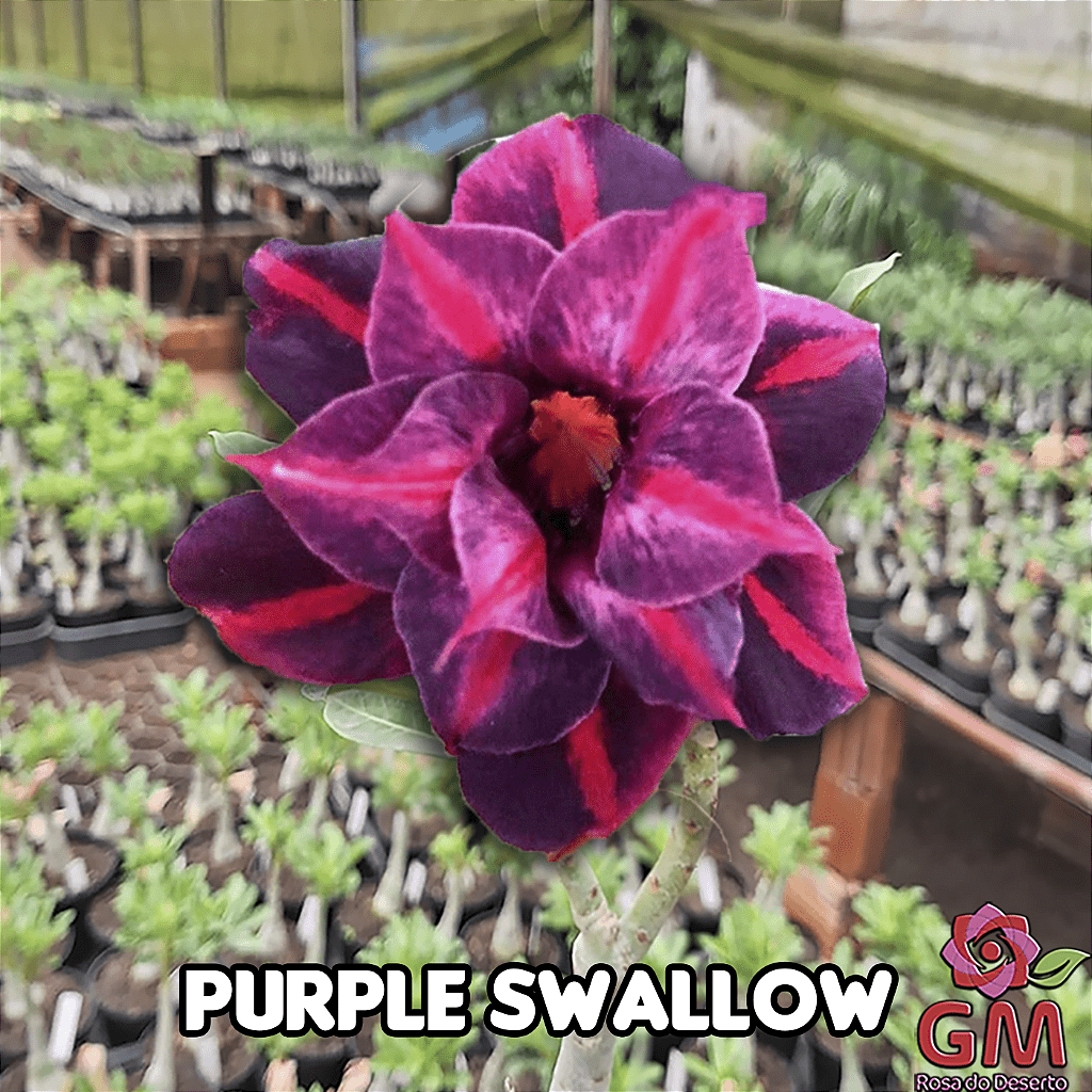 0033 - Rosa do Deserto - PURPLE SWALLOW - Gm Rosa Do Deserto