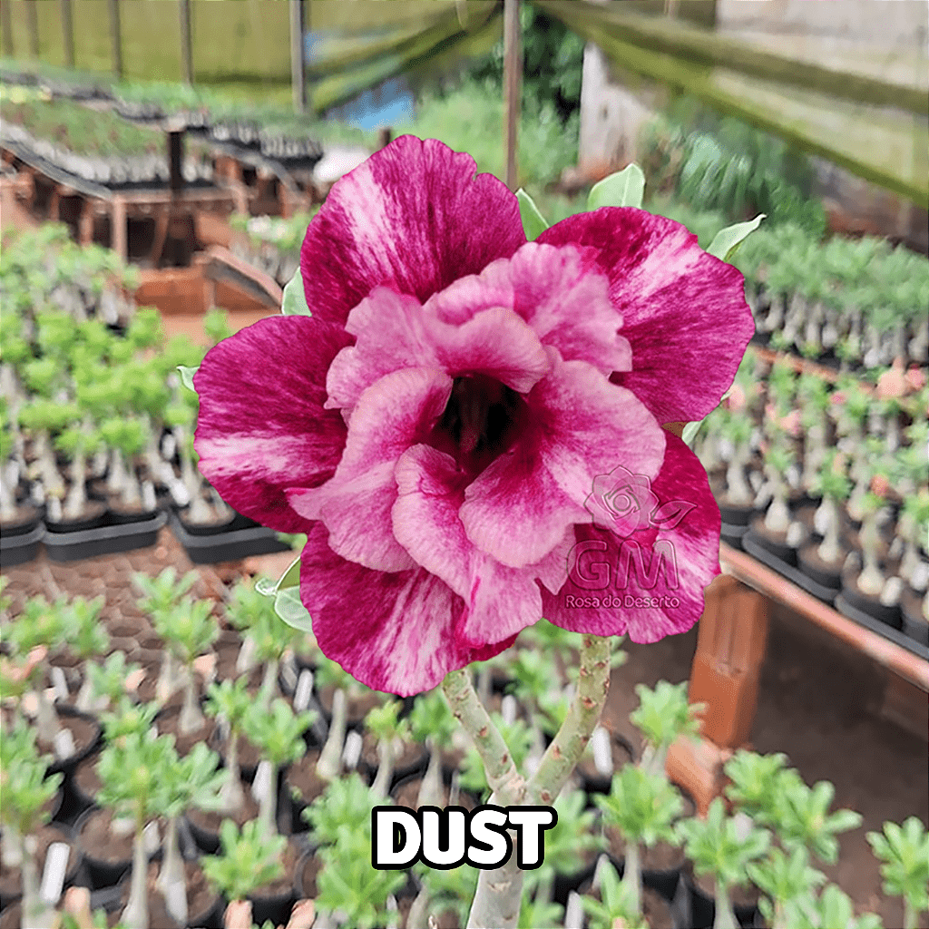 0034 - Rosa do Deserto - DUST - Gm Rosa Do Deserto