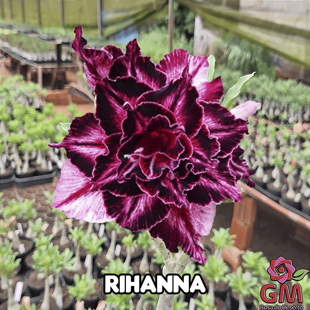 0035 - Rosa do Deserto - RIHANNA ( MULTIPETALAS ) - Gm Rosa Do Deserto