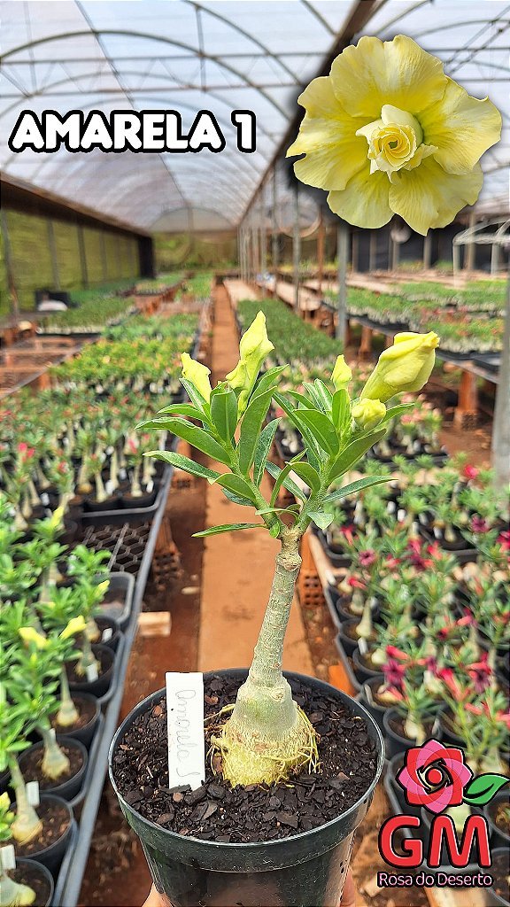 0036 - Rosa do Deserto - AMARELA 1 - Gm Rosa Do Deserto