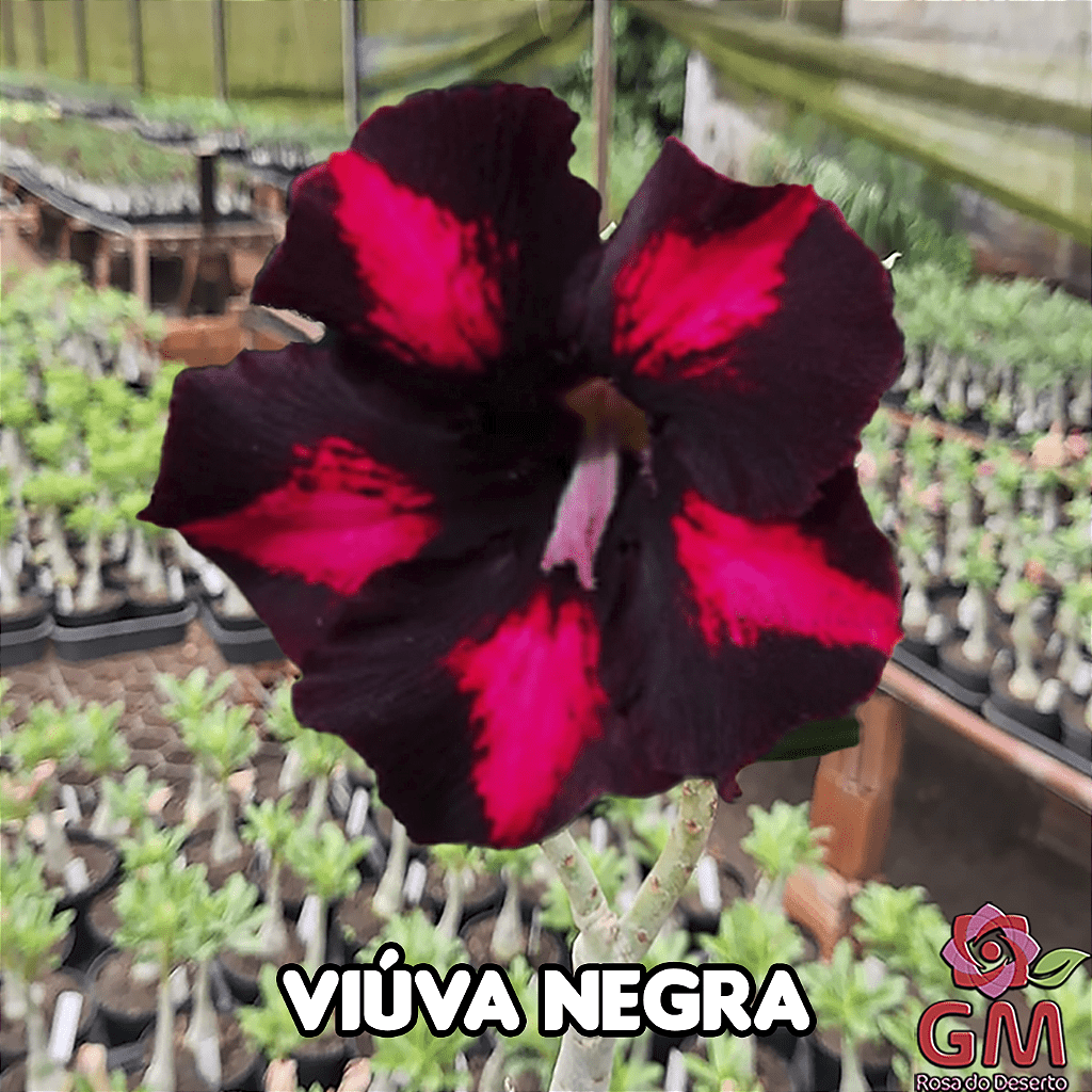 0038 - Rosa do Deserto - VIUVA NEGRA - Gm Rosa Do Deserto