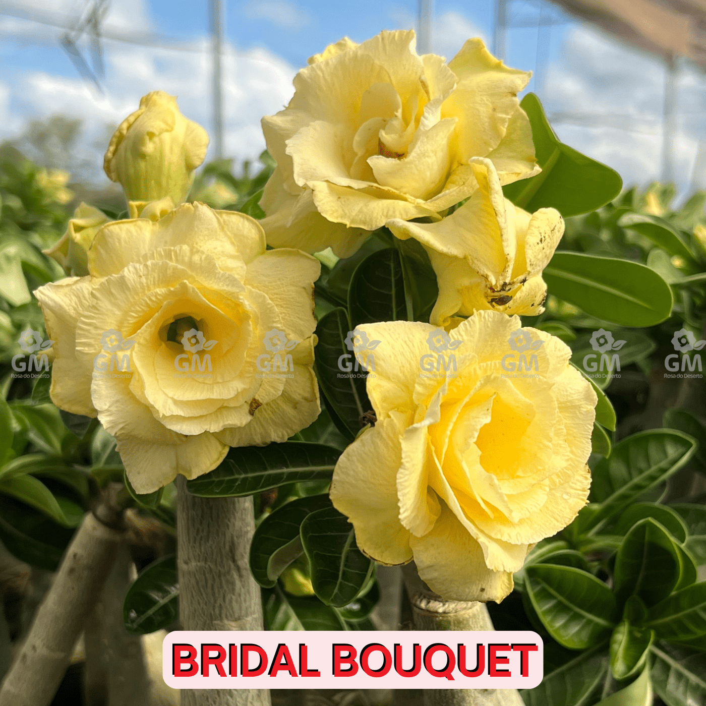 0041 - Rosa do Deserto - BRIDAL BOUQUET - Gm Rosa Do Deserto