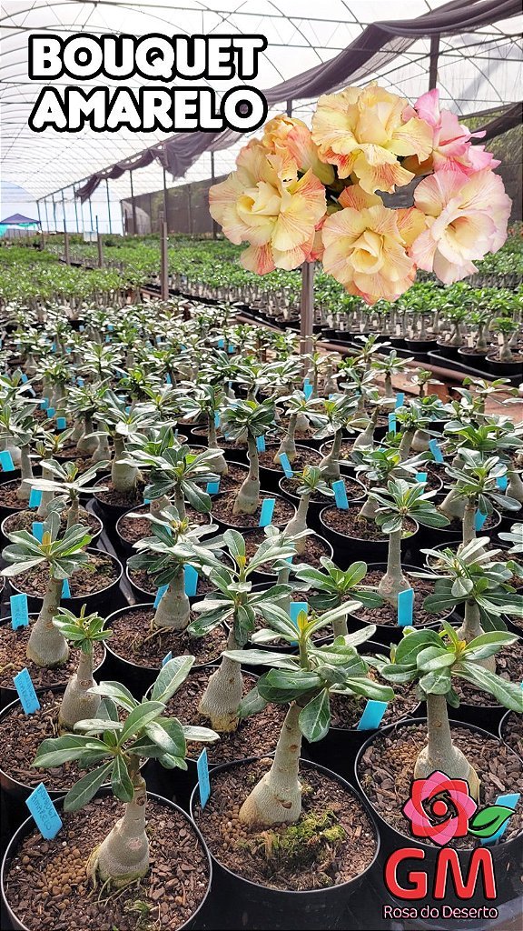 0042 - Rosa do Deserto - BOUQUET AMARELO - Gm Rosa Do Deserto
