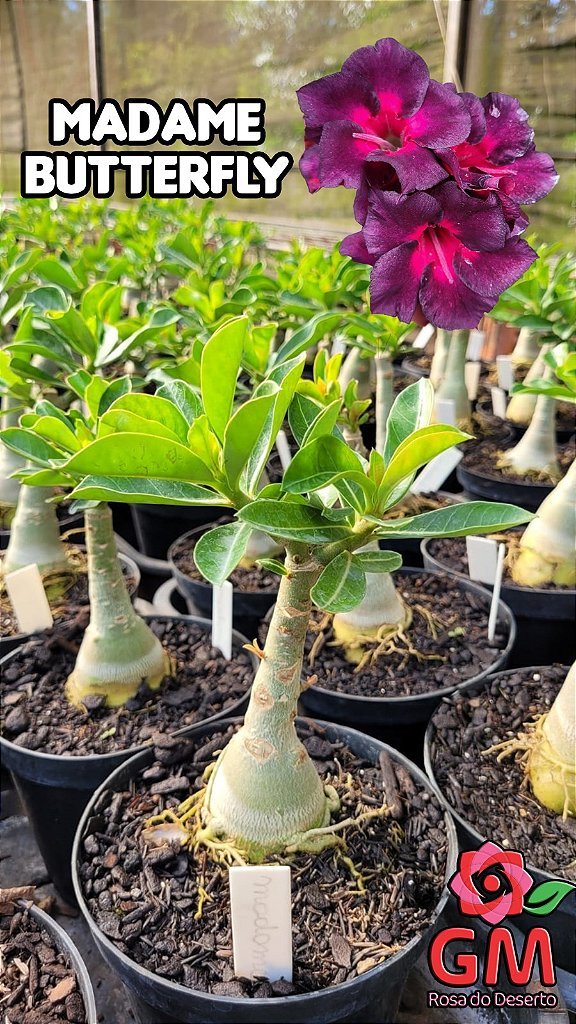 0043 - Rosa do Deserto - MADAME BUTTERFLY - Gm Rosa Do Deserto