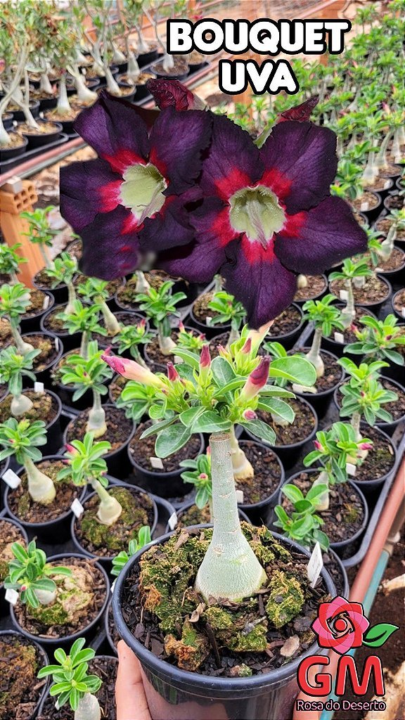 0044 - Rosa do Deserto - BOUQUET UVA - Gm Rosa Do Deserto