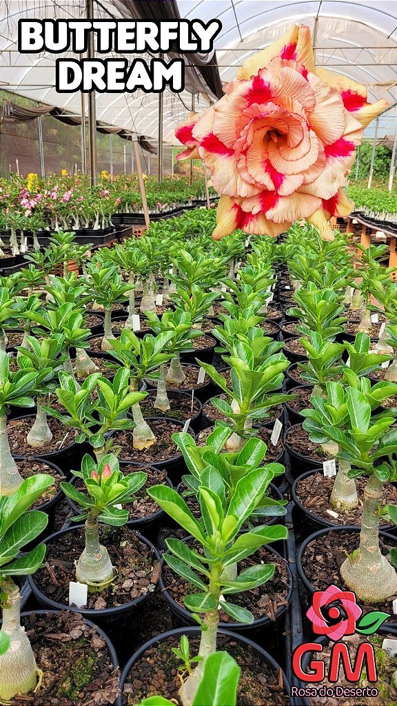 0045 - Rosa do Deserto - BUTTERFLY DREAM - Gm Rosa Do Deserto