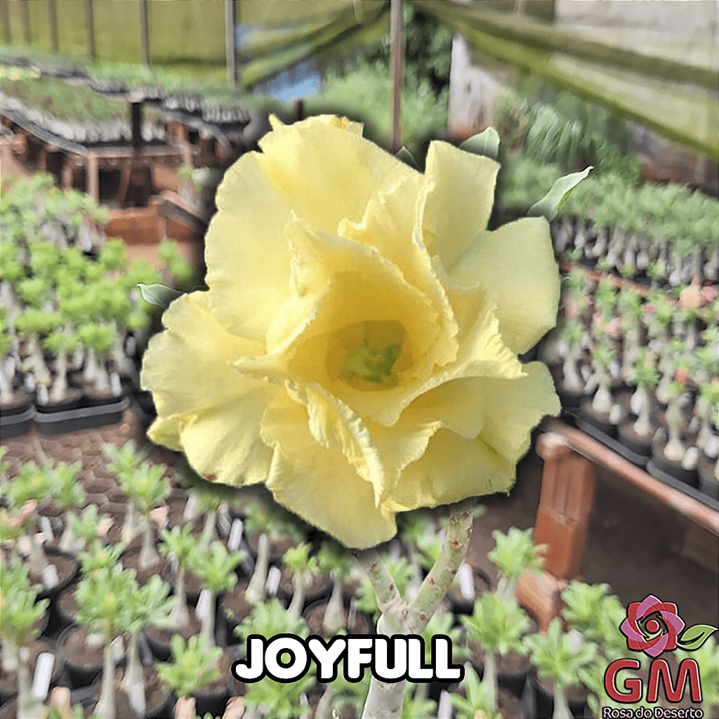 0046 - Rosa do Deserto - JOYFULL - Gm Rosa Do Deserto
