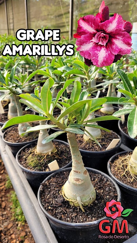 0047 - Rosa do Deserto - GRAPE AMARILLYS - Gm Rosa Do Deserto