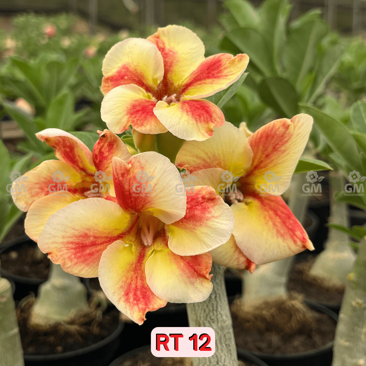 0050 - Rosa do Deserto - RT - 12 ( FLOR GRANDE ) - Gm Rosa Do Deserto