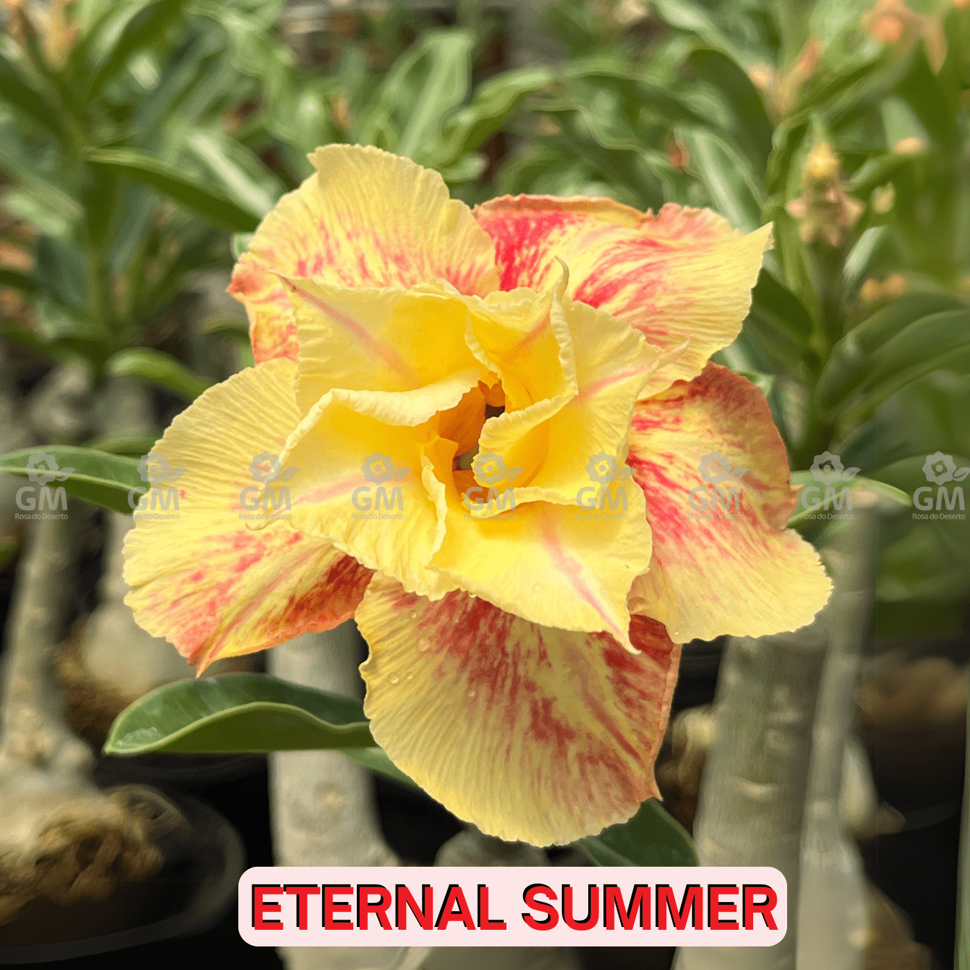 0051 - Rosa do Deserto - ETERNAL SUMMER - Gm Rosa Do Deserto