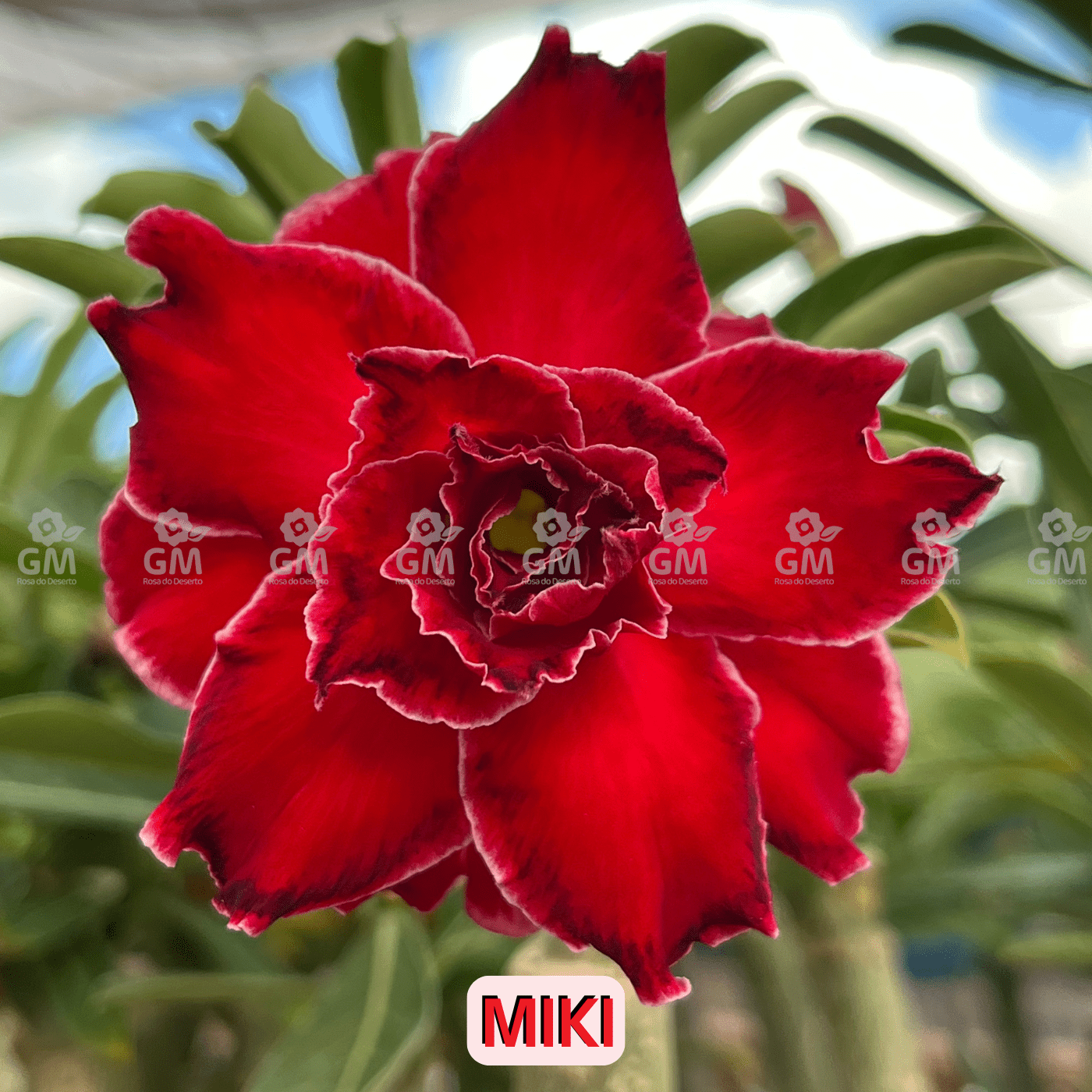 0052 - Rosa do Deserto - MIKI - Gm Rosa Do Deserto