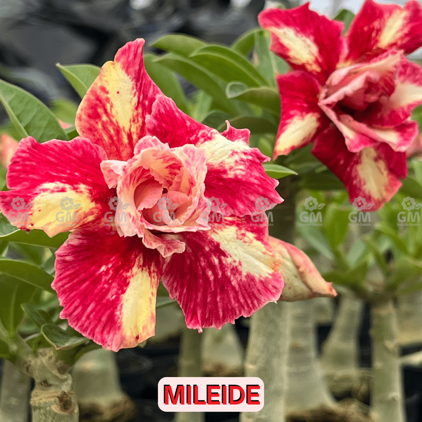 0053 - Rosa do Deserto - MILEIDE - Gm Rosa Do Deserto
