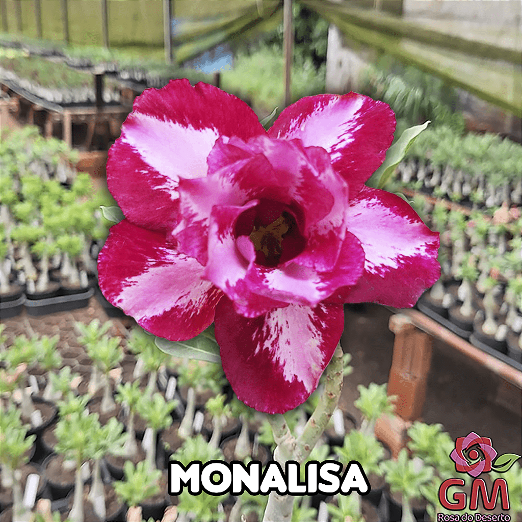 0054 - Rosa do Deserto - MONALISA - Gm Rosa Do Deserto