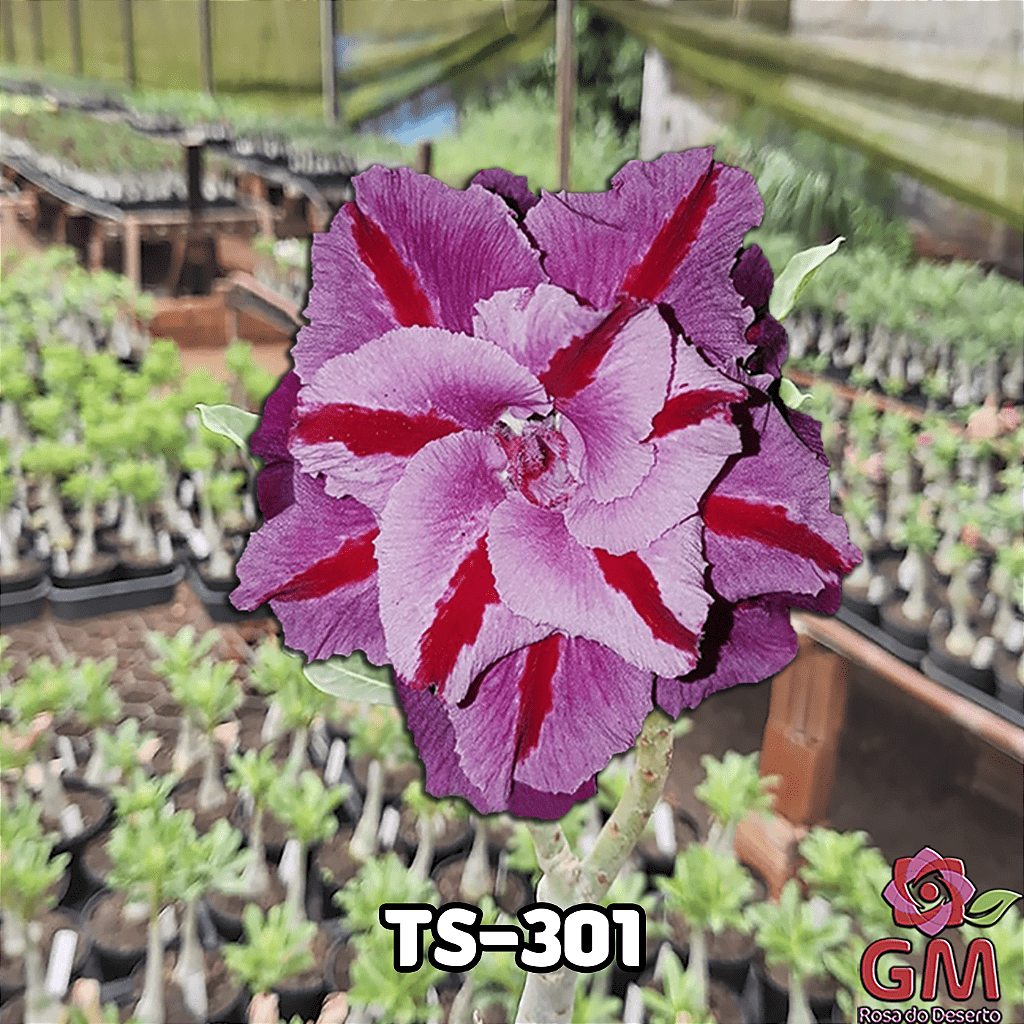 0055 - Rosa do Deserto - TS - 301 - Gm Rosa Do Deserto