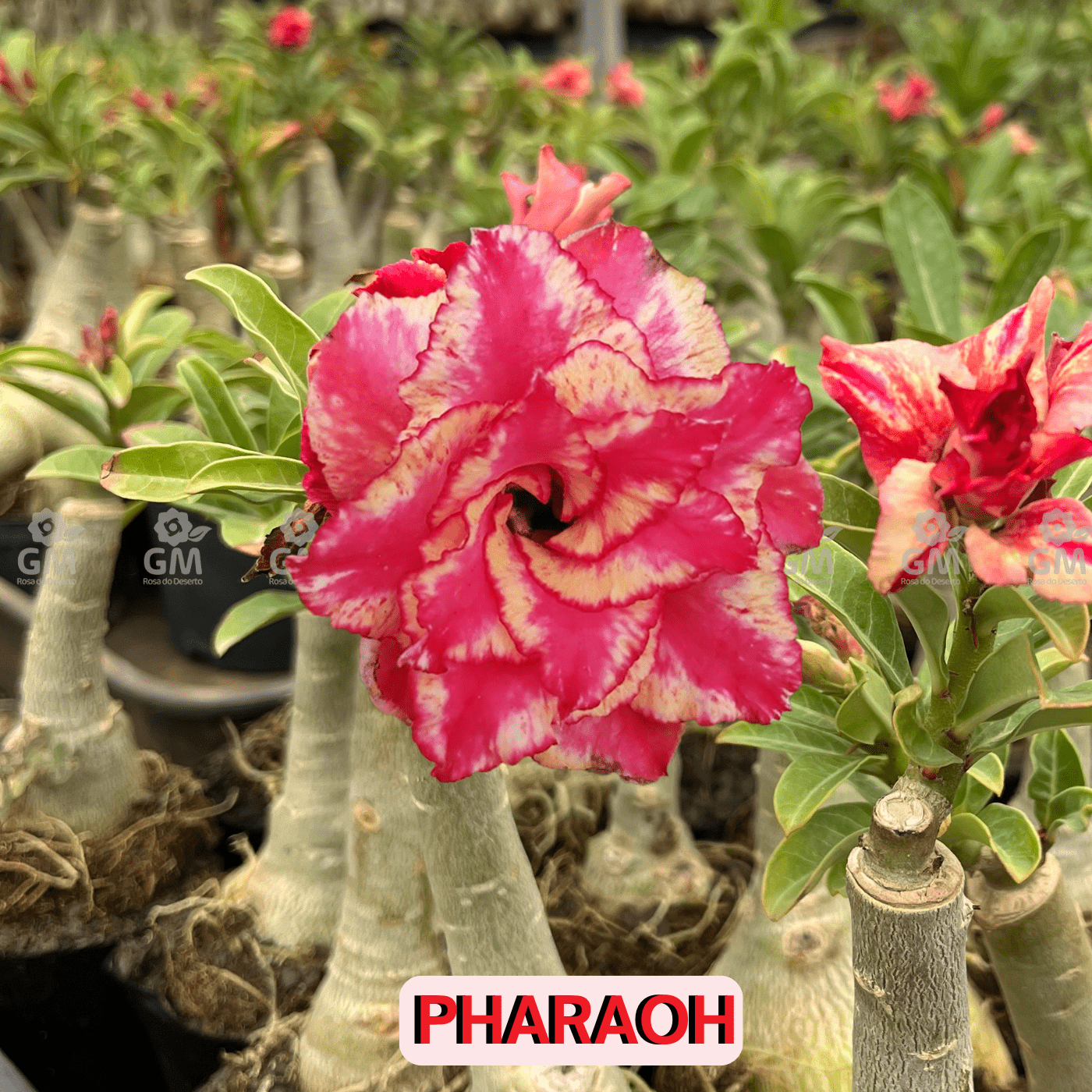 0057 - Rosa do Deserto - PHARAOH - Gm Rosa Do Deserto