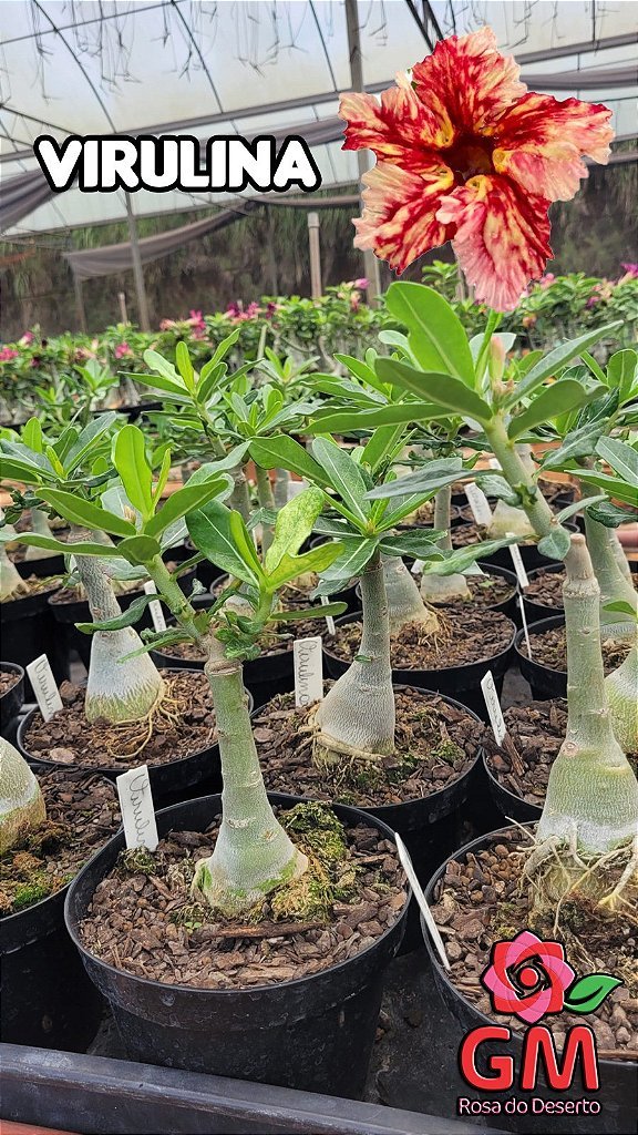 0058 - Rosa do Deserto - VIRULINA Com Variegação - Gm Rosa Do Deserto