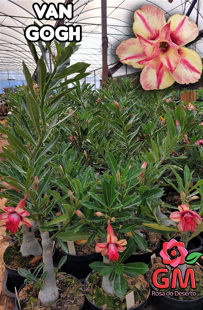 0060 - Rosa do Deserto - VAN GOGH - Gm Rosa Do Deserto
