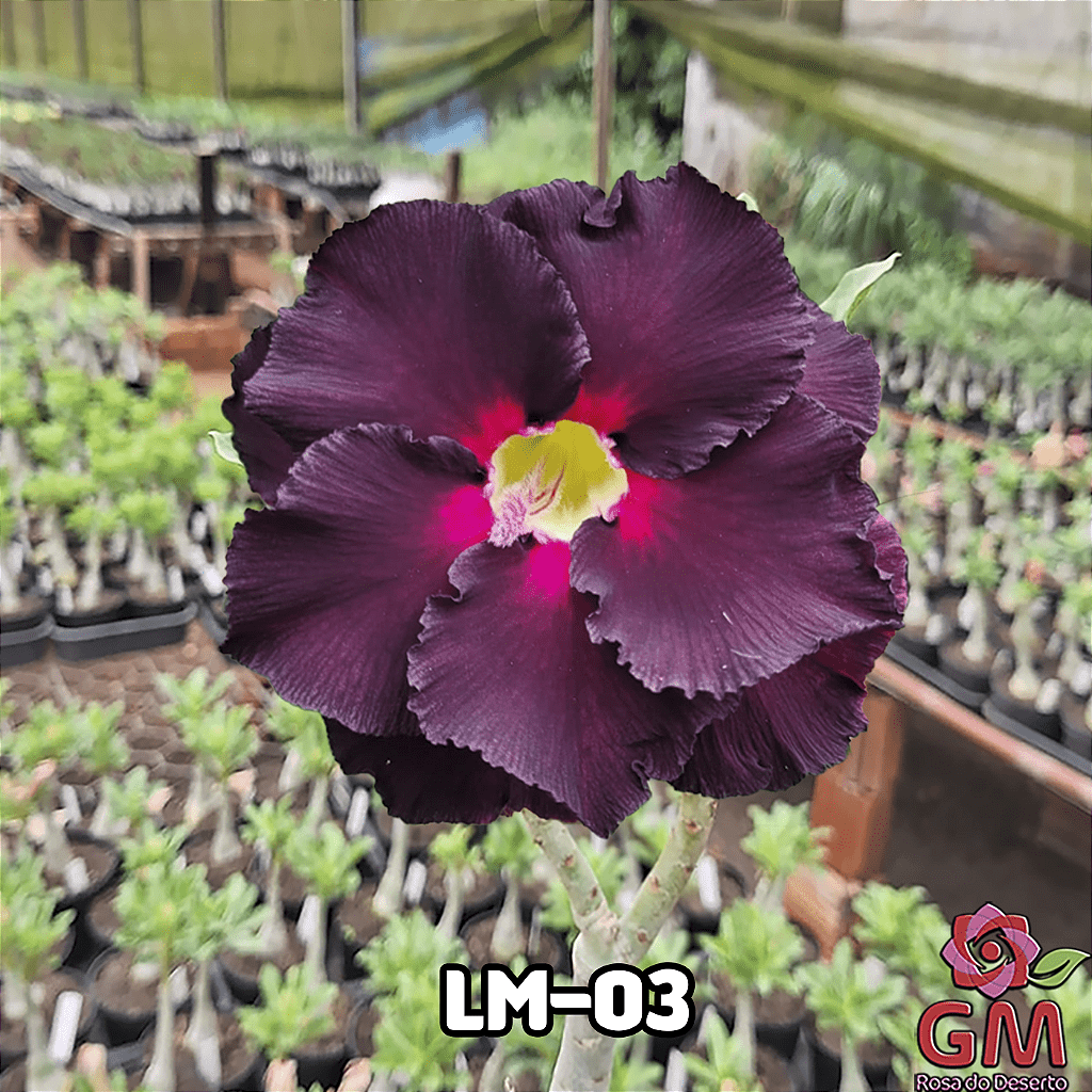 0061 - Rosa do Deserto - LM - 03 - Gm Rosa Do Deserto