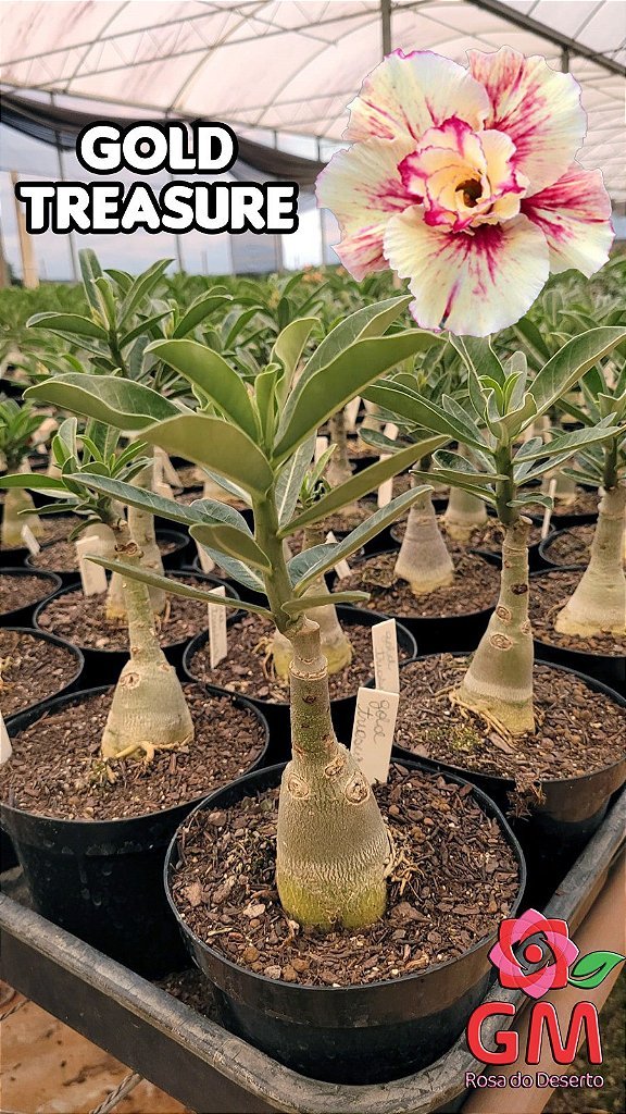 0062 - Rosa do Deserto - GOLD TREASURE - Gm Rosa Do Deserto