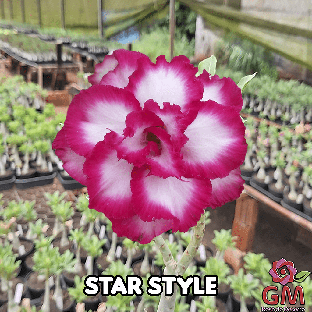 0064 - Rosa do Deserto - STAR STYLE ( IMPORTADA ) - Gm Rosa Do Deserto