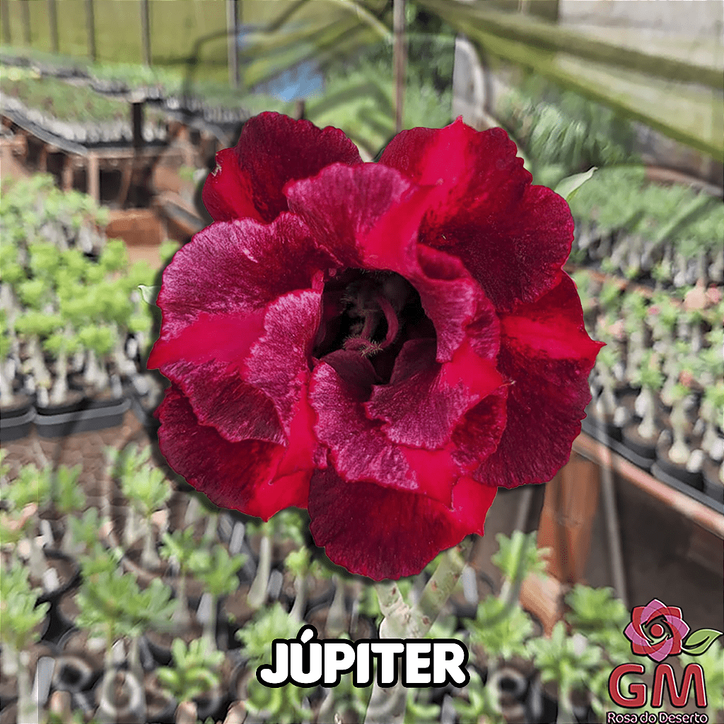 0065 - Rosa do Deserto - JUPITER - Gm Rosa Do Deserto
