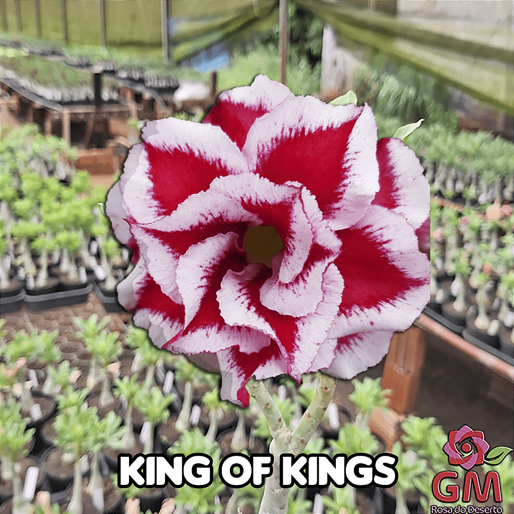 0066 - Rosa do Deserto - KING OF KINGS - Gm Rosa Do Deserto
