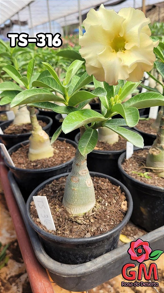0067 - Rosa do Deserto - TS - 316 - Gm Rosa Do Deserto