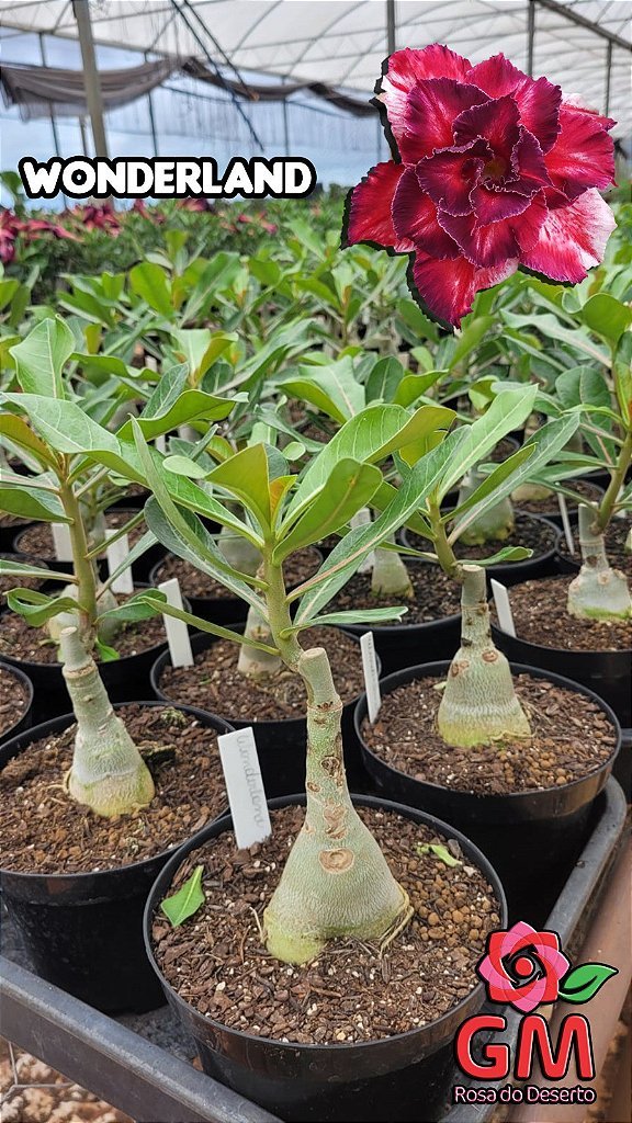 0069 - Rosa do Deserto - WONDERLAND - Gm Rosa Do Deserto