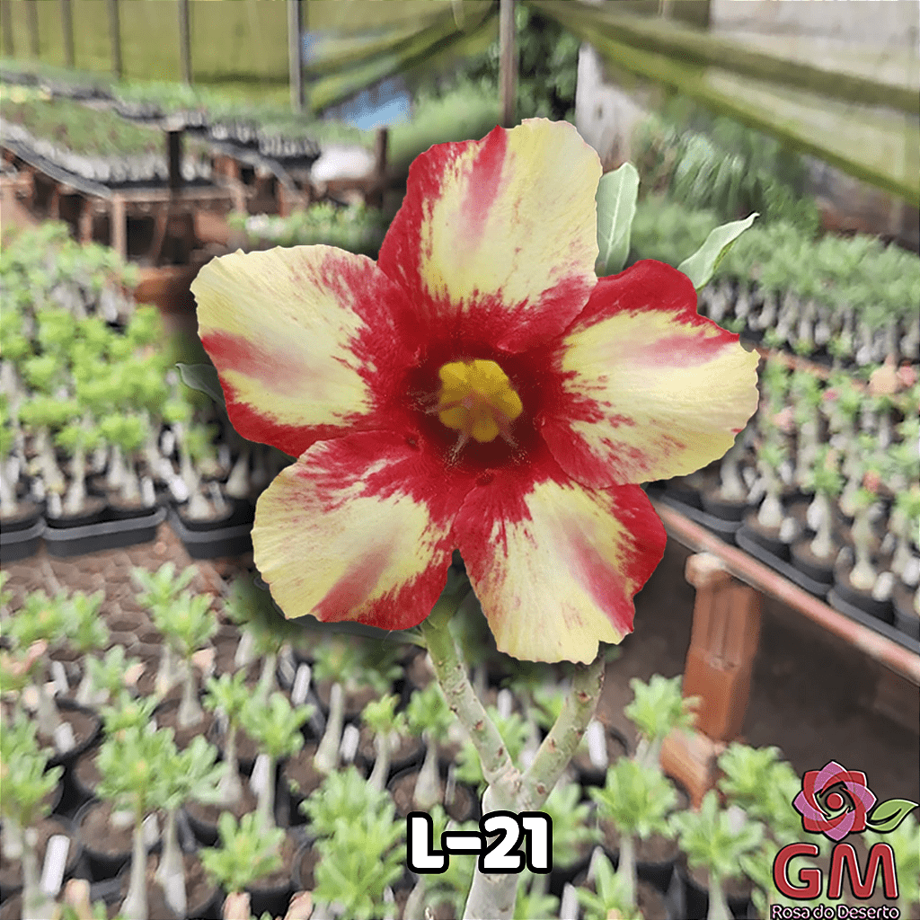 0071 - Rosa do Deserto - L - 21 ( IMPORTADA ) - Gm Rosa Do Deserto