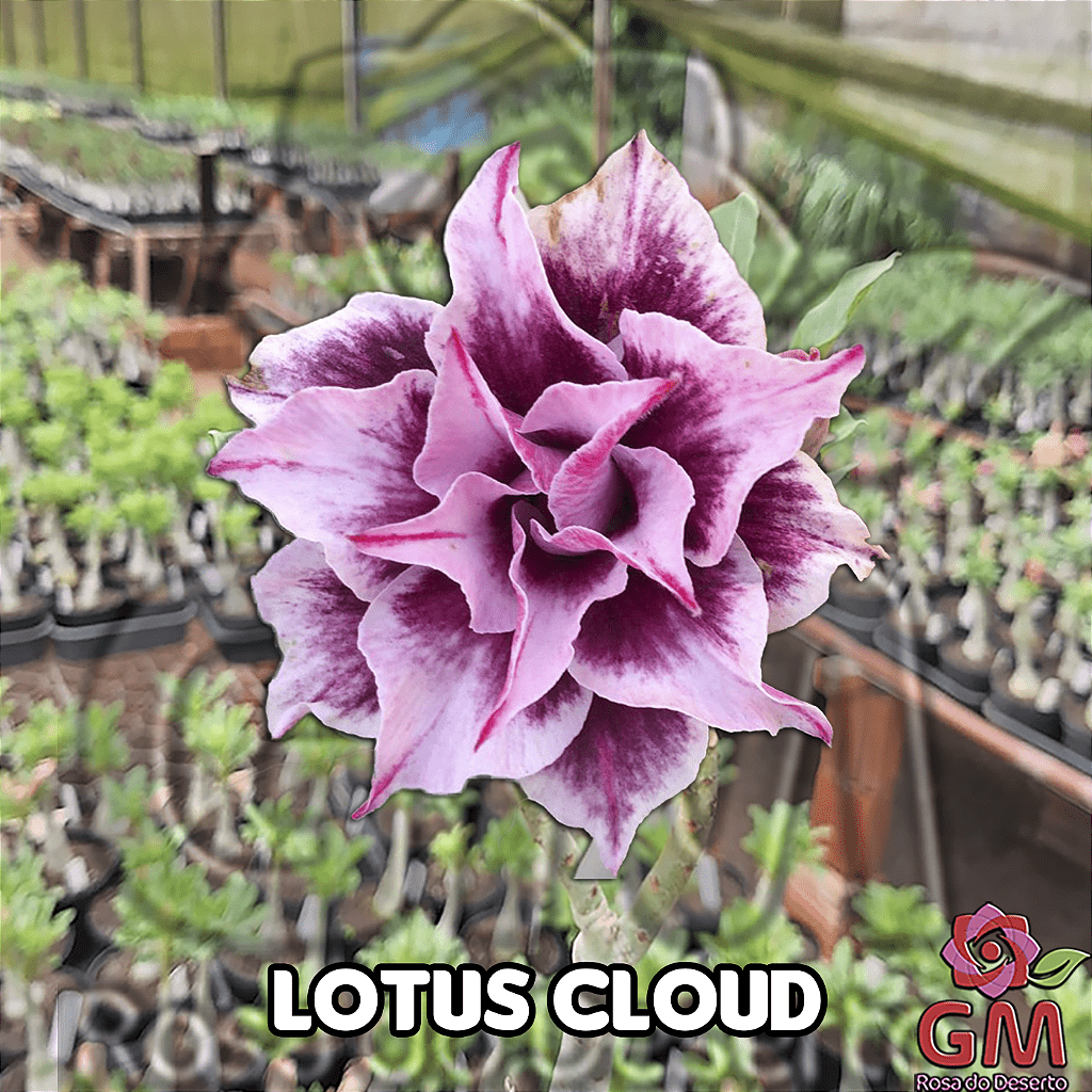 0073 - Rosa do Deserto - LOTUS CLOUD - Gm Rosa Do Deserto