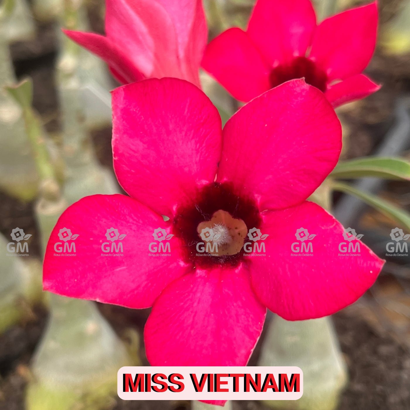 0074 - Rosa do Deserto - MISS VIETNAM - Gm Rosa Do Deserto