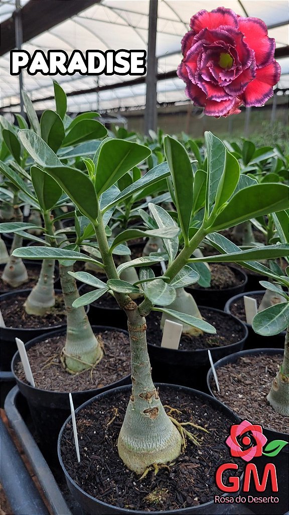 0075 - Rosa do Deserto - PARADISE ( QUADRUPLA ) - Gm Rosa Do Deserto