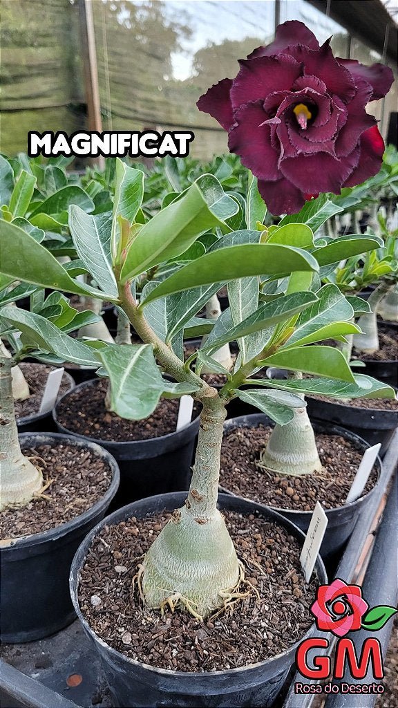 0076 - Rosa do Deserto - MAGNIFICAT (TRIPLA) - Gm Rosa Do Deserto