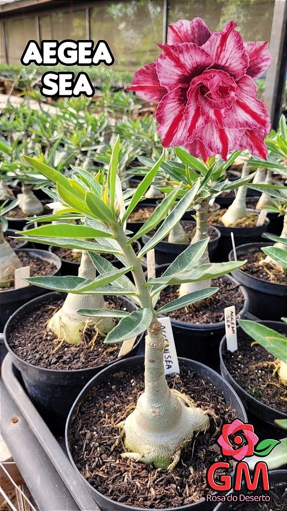 0077 - Rosa do Deserto - AEGEA SEA - Gm Rosa Do Deserto