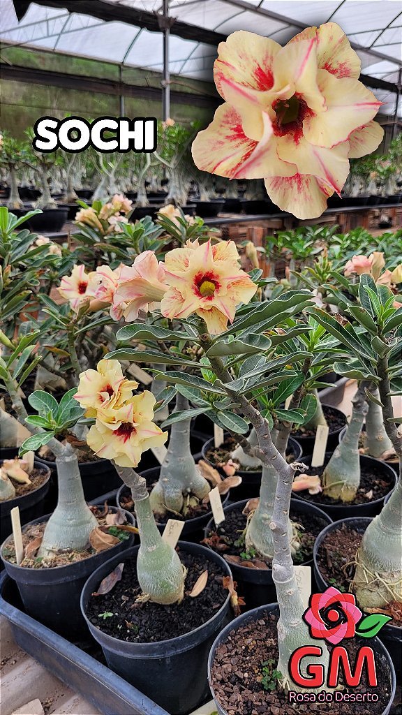 0078 - Rosa do Deserto - SOCHI - Gm Rosa Do Deserto