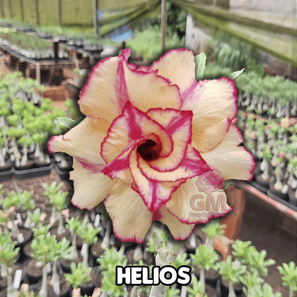 0079 - Rosa do Deserto - HELIOS - Gm Rosa Do Deserto