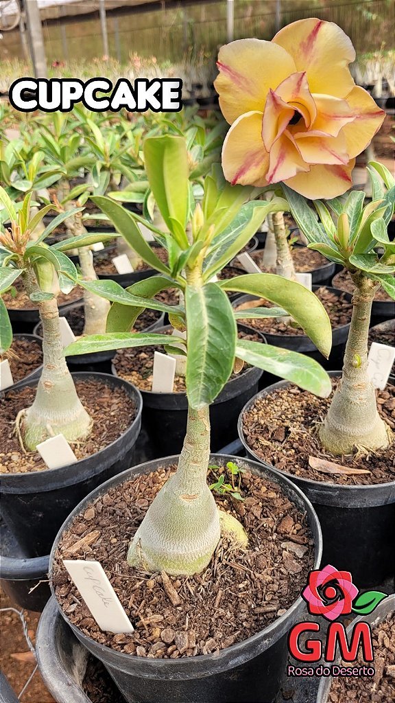 0080 - Rosa do Deserto - CUPCAKE - Gm Rosa Do Deserto