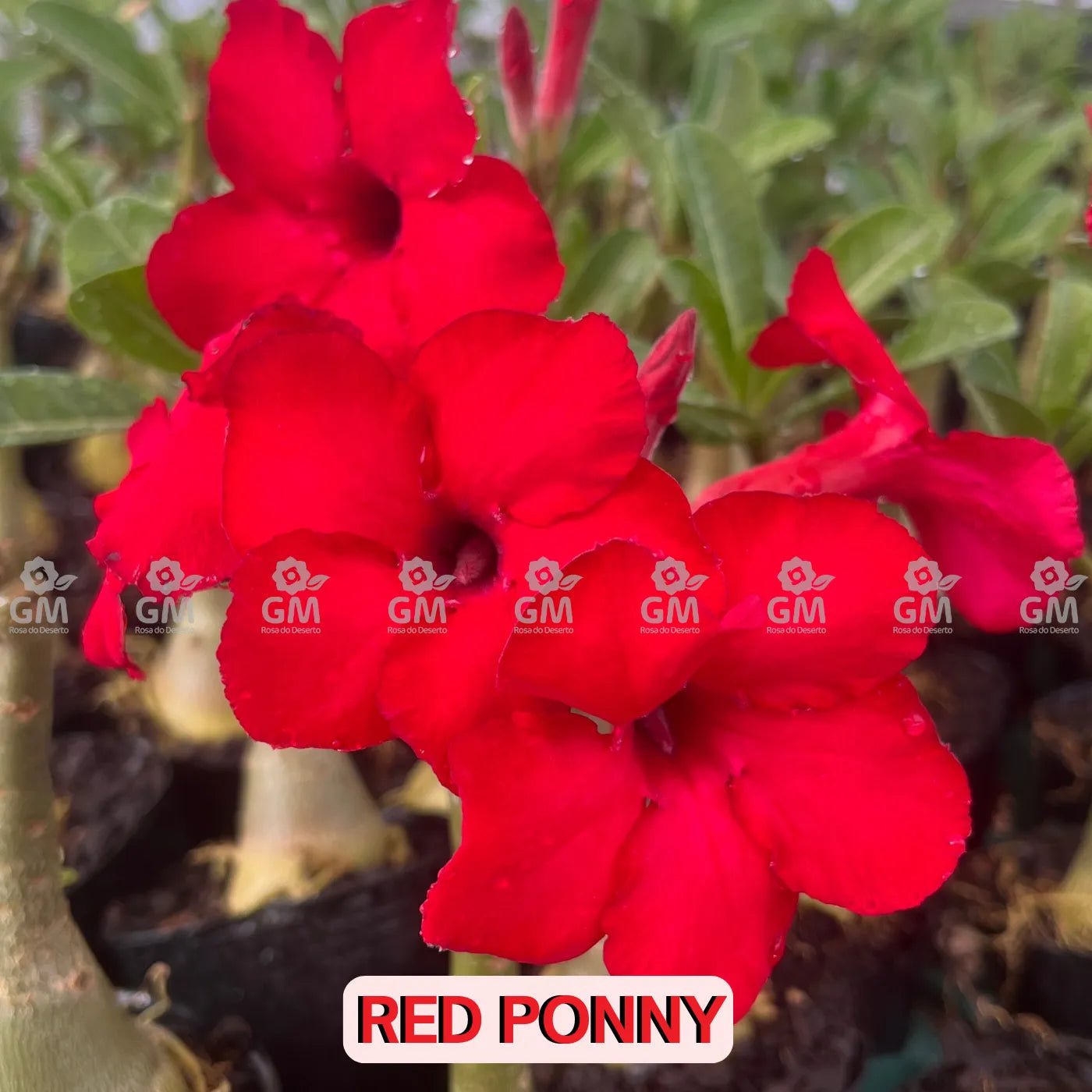 0081 - Rosa do Deserto - RED PONNY - Gm Rosa Do Deserto