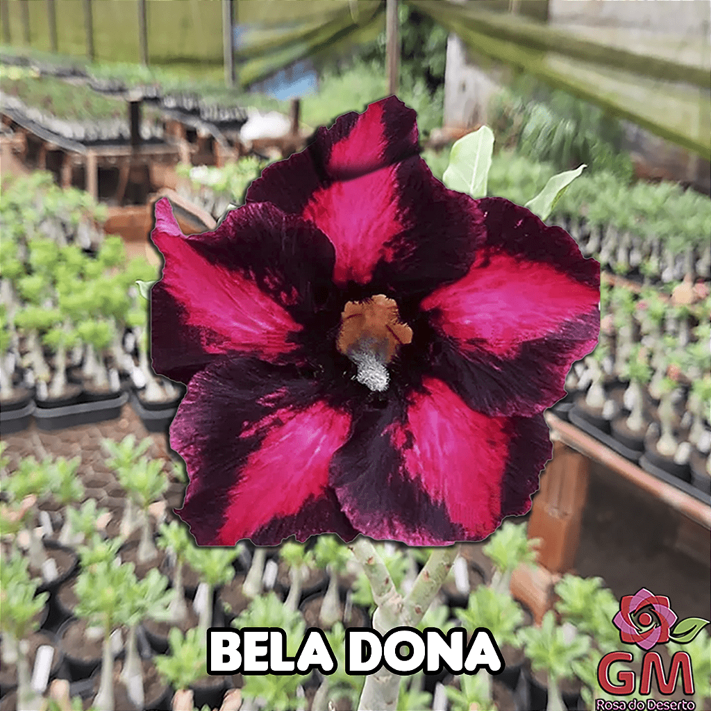 0082 - Rosa do Deserto - BELA DONA - Gm Rosa Do Deserto