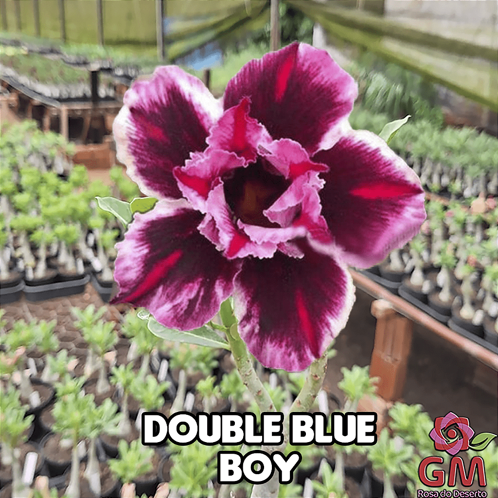 0083 - Rosa do Deserto - DOUBLE BLUE BOY (PERFUMADA) - Gm Rosa Do Deserto